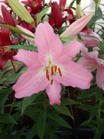 [5334 Burana VH No01.JPG]